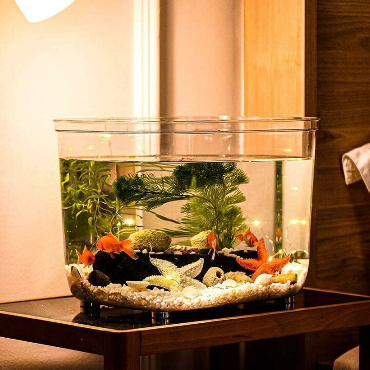 楽天市場】テラリウム 観葉植物 金魚鉢 水槽 飼育水槽 プラスチック 