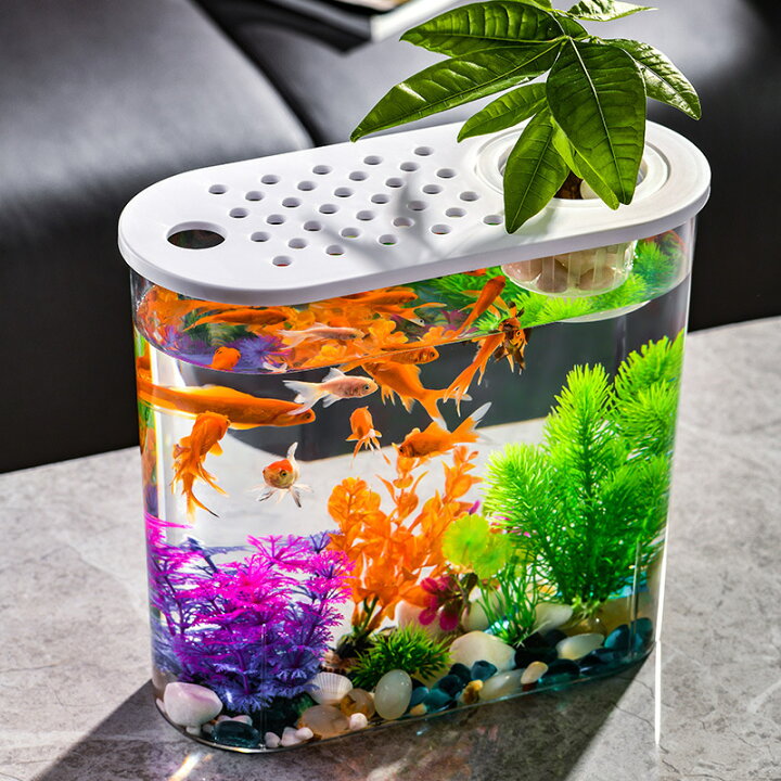 楽天市場】【限定！店舗クーポンあり】金魚鉢 水槽 飼育水槽 