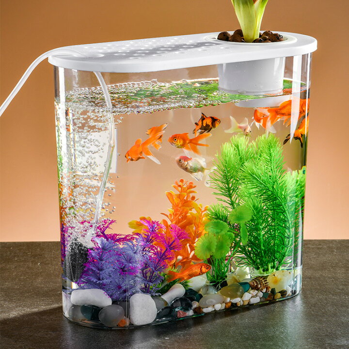 楽天市場】【限定！店舗クーポンあり】金魚鉢 水槽 飼育水槽 