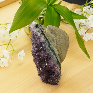 y^CZ[z AI AWXgƗo΂̃R{ 蒤  CJ 237g VR p[Xg[ CeA u G  p[vJ[ O[J[