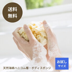 【期間中200円OFFクーポンあり】海綿スポンジ 海綿 お試し ハニコム種 地中海産 送料無料 天然海綿 ボディスポンジ 柔らかい ふわふわ 高級 泡立ち おすすめ 天然 子供 ボディ スポンジ 風呂 おためし スキンケア 乾燥肌 アトピー 敏感肌