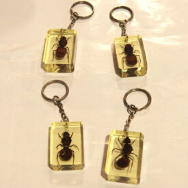 楽天市場 クロオオアリ 女王アリ バッグ 小物 ブランド雑貨 の通販