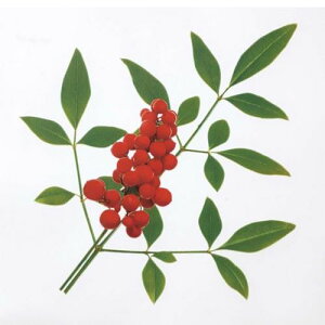 ~ItBV[g(1000)V/Ɩp/Vi/Ώۏi