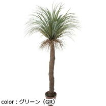 楽天市場】ユッカ ロストラータの通販 