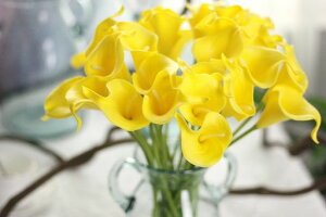 Ԍ͂ȂԃI_JCEcallylilyAW20{ԑp[eB[lXȃCxgCeA(CgCG[)