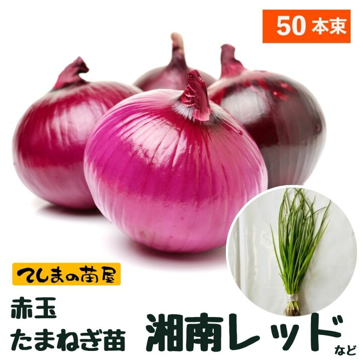 楽天市場】【予約受付中】 赤玉中晩成 たまねぎ苗 約50本束 湘南レッド 