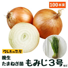 【予約受付中】 晩成 たまねぎ苗 約100本束 もみじ3号タマネギ苗 抜き苗 【野菜苗 培土 種 】 【ガーデニング】 【家庭菜園】