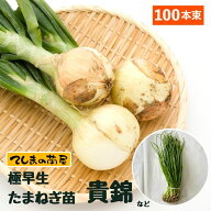 【予約受付中】 極早生 たまねぎ苗 約100本束 貴錦・スーパーアップ・さくらエクスプレスなど　 ※品種指…
