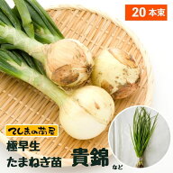 【予約受付中】 極早生 たまねぎ苗 約20本束 貴錦・スーパーアップ・さくらエクスプレスなど　 ※品種指…