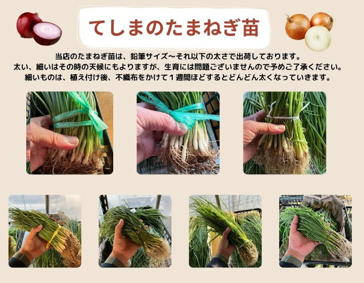 楽天市場】【予約受付中】 中晩成 たまねぎ苗 約100本束 ネオアース 