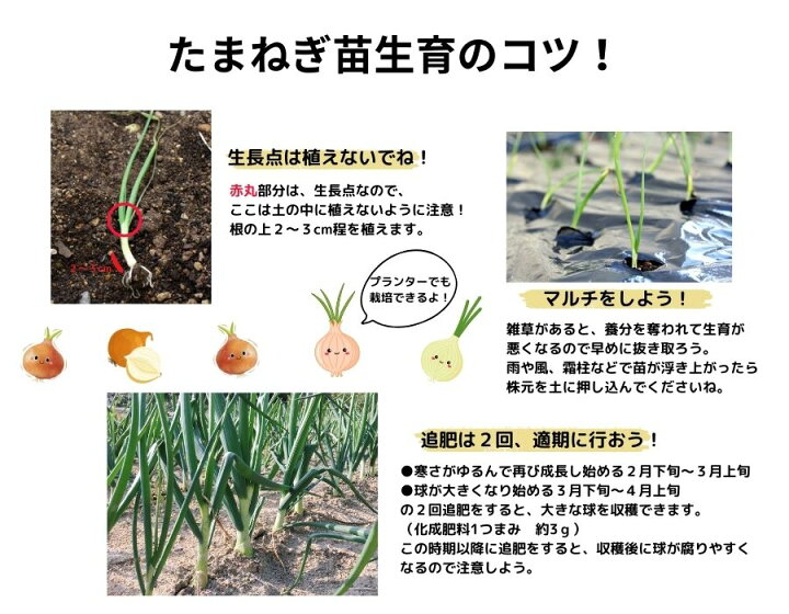 楽天市場】【予約受付中】 中晩成 たまねぎ苗 約100本束 ネオアース 