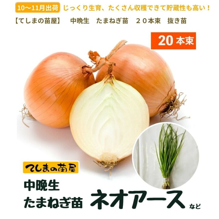 楽天市場】【予約受付中】 中晩成 たまねぎ苗 約20本束 ネオアース 