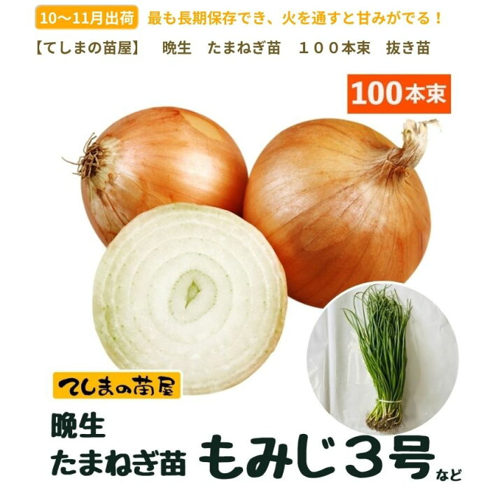 楽天市場】【予約受付中】 晩成 たまねぎ苗 約100本束 もみじ3号 
