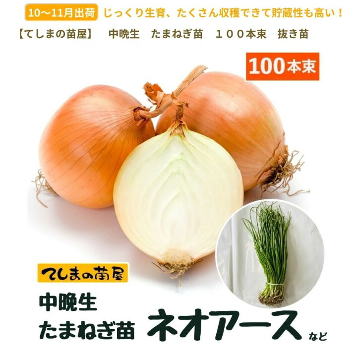 楽天市場】【予約受付中】 中晩成 たまねぎ苗 約100本束 ネオアース 