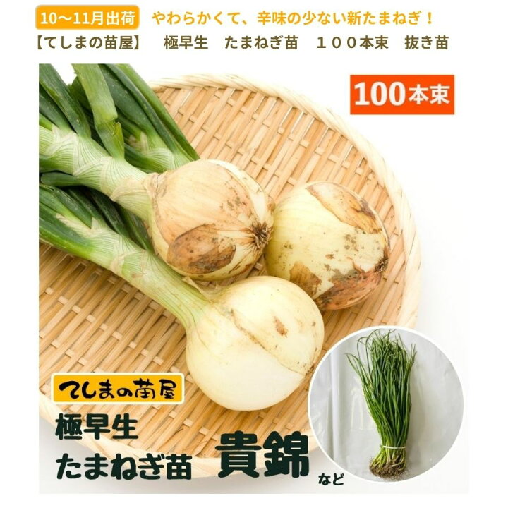 楽天市場】【予約受付中】 極早生 たまねぎ苗 約100本束 貴錦 