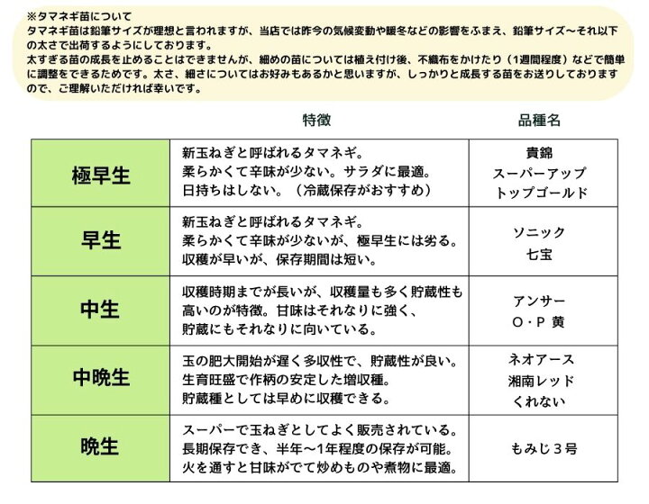 楽天市場】【予約受付中】 極早生 たまねぎ苗 約100本束 貴錦 