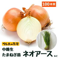 【予約受付中】 中晩成 たまねぎ苗 約100本束 ネオアースタマネギ苗 抜き苗 【野菜苗 培土 種 】 【ガー…