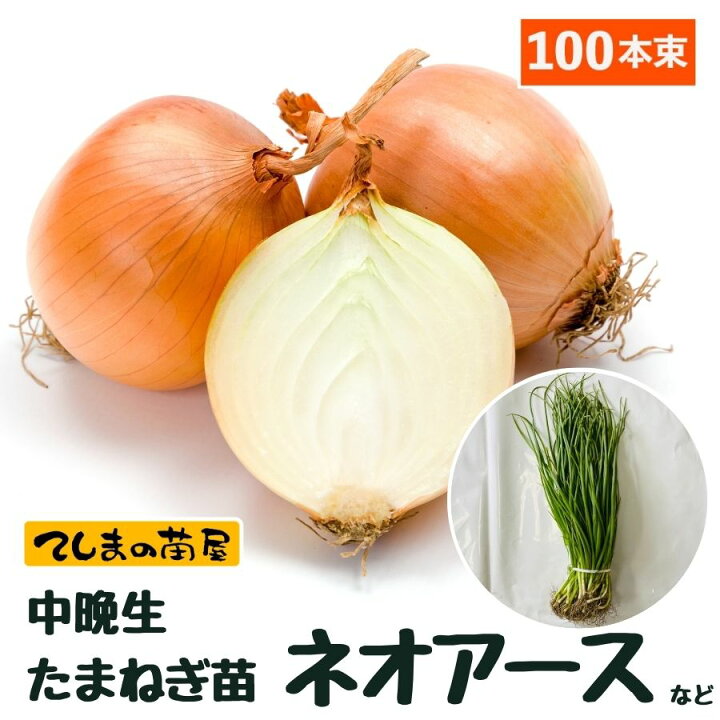 楽天市場】【予約受付中】 中晩成 たまねぎ苗 約100本束 ネオアース 