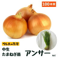 【予約受付中】 中生 たまねぎ苗 約100本束 OP黄　アンサー　ターボのいづれかタマネギ苗 抜き苗 【野菜…