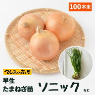 【予約受付中】 早生 たまねぎ苗 約100本束 ソニックまたは七宝タマネギ苗 抜き苗 【野菜苗 培土 種 】 …