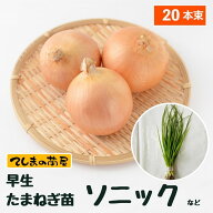 【予約受付中】 早生 たまねぎ苗 約20本束 ソニックまたは七宝タマネギ苗 抜き苗 【野菜苗 培土 種 】 【…