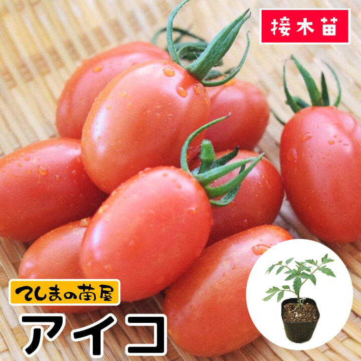 楽天市場】【てしまの苗】 ミニトマト苗 アイコ 断根接木苗 9cmポット 
