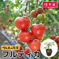【てしまの苗】 中玉トマト苗 フルティカ 断根接木苗 9cmポット