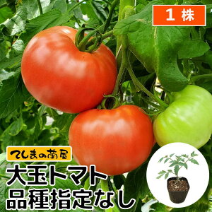 yĂ܂̕cz ʃg}gc fږؕc 9cm|bg i͑Iׂ܂