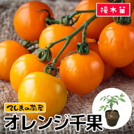 【てしまの苗】 ミニトマト苗 オレンジ千果 断根接木苗 9cmポット