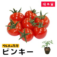 【てしまの苗】 ミニトマト苗 ピンキー 断根接木苗 9cmポット