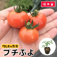 【てしまの苗】 ミニトマト苗 CFプチぷよ 断根接木苗 9cmポット