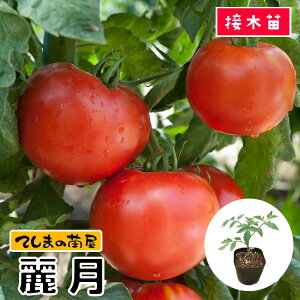 yĂ܂̕cz ʃg}gc 팎 fږؕc 9cm|bg