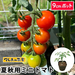 yĂ܂̕cz ďH͔|pږ ~jg}g iwȂ 9cm|bg