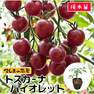 yĂ܂̕cz ~jg}gc gXJ[ioCIbg fږؕc 9cm|bg