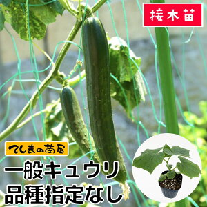 yĂ܂̕cz LEc fږؕc 9cm|bg i̎w͂ł܂