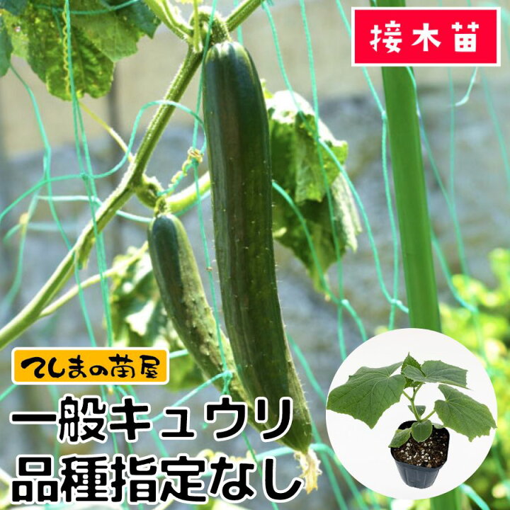 楽天市場】【てしまの苗】 キュウリ苗 断根接木苗 9cmポット 品種の 