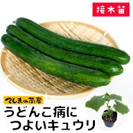 【てしまの苗】 キュウリ苗 うどんこ病につよいキュウリ 断根接木苗 9cmポット 【人気】