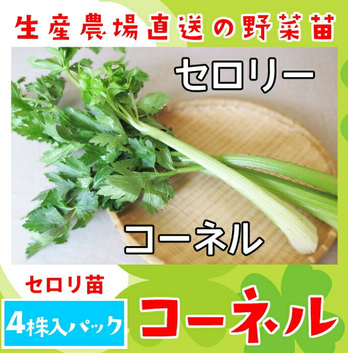 楽天市場 てしまの苗 セロリ苗 コーネル ４株入りパック 葉菜苗 培土 種 人気 てしまの苗屋 楽天市場店