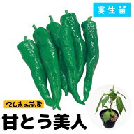 【てしまの苗】 トウガラシ苗 甘とう美人 接木苗 9cmポット 【人気】