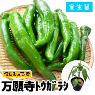 【てしまの苗】 トウガラシ苗 万願寺トウガラシ 実生苗 9cmポット 【人気】