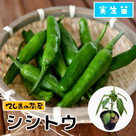 【てしまの苗】 トウガラシ苗 シシトウ ししとう 実生苗 9cmポット 【人気】