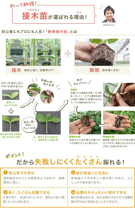 楽天市場】【てしまの苗】小玉スイカ苗 ひとりじめ 断根接木苗 9cm 