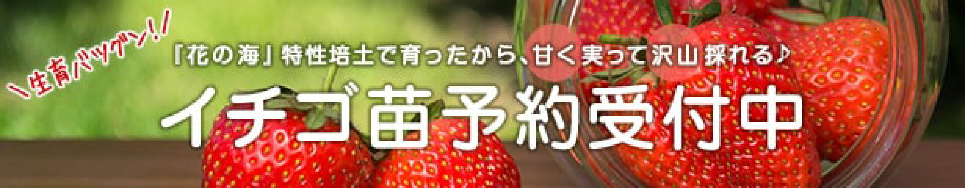 イチゴ苗予約受付中