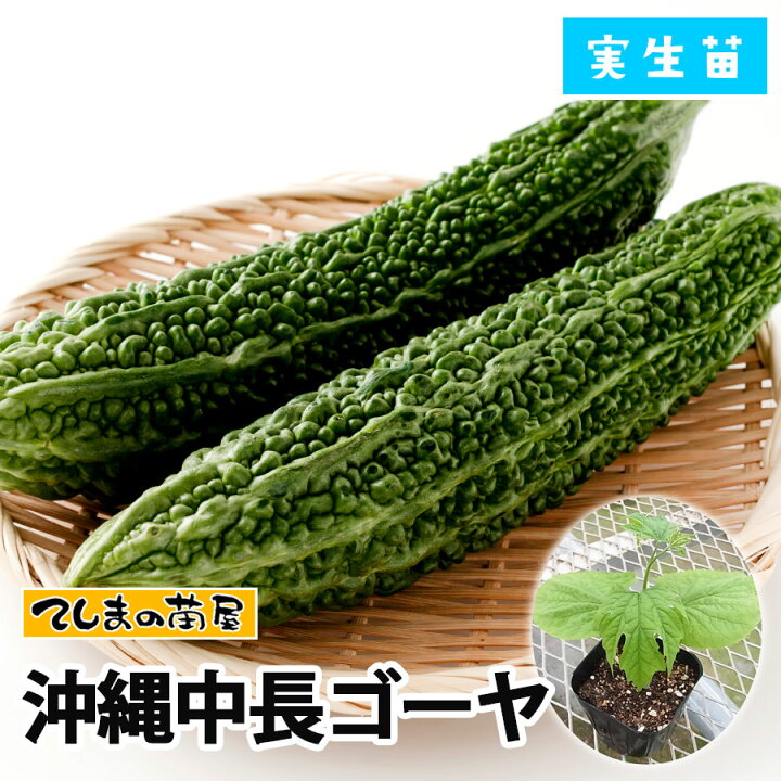 新色追加 ゴーヤの苗 肉厚サラダゴーヤー 野菜苗 自根苗 9cmポット 2個セット ごーや苗 送料無料 ごーや ゴーヤ ゴーヤー 苗 肉厚サラダゴーヤ(苦みマイルド!楽々多収穫!NEWタイプゴーヤー)野菜苗 ごーや ゴーヤ苗 苦瓜 ニガウリ にがうり グリーンカーテン ベランダ 送料無料