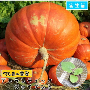 �y�Ă��܂̕c�z �J�{�`���c �A�g�����e�B�b�N�W���C�A���g �����c 9cm�|�b�g �y�l�C�z