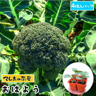 【てしまの苗】 ブロッコリー苗 おはよう 4株入りパック 葉菜苗 【人気】