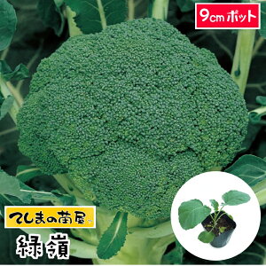 �y�Ă��܂̕c�z �u���b�R���[�c �Η� 9cm�|�b�g �t�ؕc �y�l�C�z