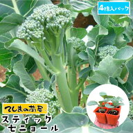 【てしまの苗】 茎ブロッコリー苗 スティックセニョール 4株入りパック 葉菜苗 【人気】