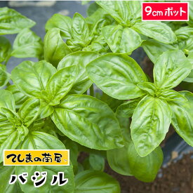 【てしまの苗】 コンパニオンプランツ バジル 実生苗 9cmポット