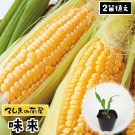 【てしまの苗】 トウモロコシ苗 味来 実生苗 9cmポット 1ポット2苗植え（※2苗のうち1苗は活着不良を防ぐ…